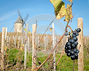 Last bunch of grapes in Beaujolais, France