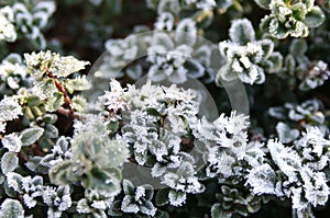 The last cold breath of winter on the awakened thyme.