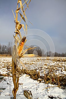 Last Corn Stalk Standing in Winter Corn Field - Maize