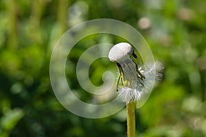 The last dandelion seed