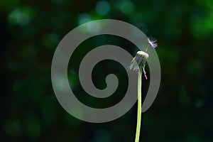 Last dandelion seed