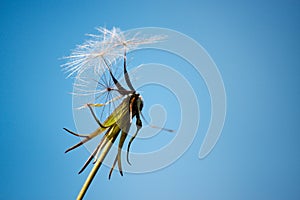 The last dandelion of summer