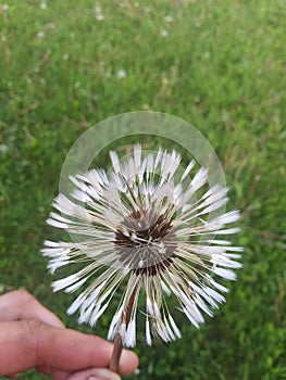 Last Dandelion Before Winter
