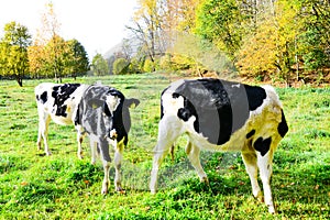The last days of the cows out in the medow