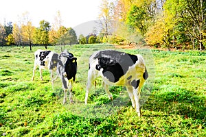 The last days of the cows out in the medow