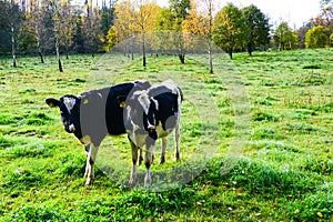 The last days of the cows out in the medow