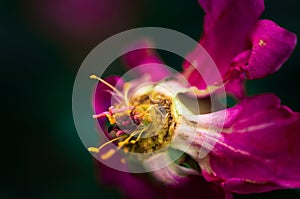 Last days of life of peony flower. Close-up photography in Peony garden