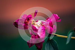 Last days of life of peony flower. Close-up photography in Peony garden