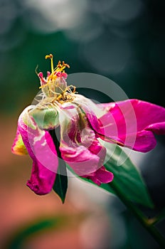 Last days of life of peony flower. Close-up photography in Peony garden