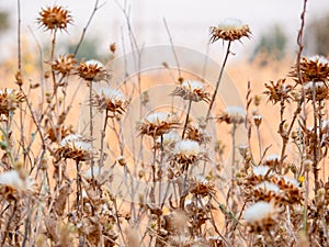 Last days of summer. Parched and waiting for rain