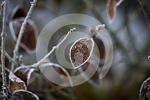 The last dried bush leaf covered with morning frost