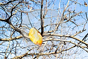 Last dried yellow leaf on quince tree on sunny day