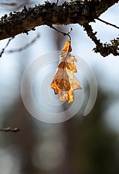 Last dry oak leaf on a branch