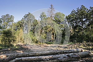 Typesetter beetle destroys forest in Belgium photo
