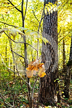 last fallen oak leaves on twig lit by sun