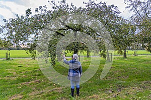 The last fruits can be picked in the orchard of Landgoed Linschoten in late autumn