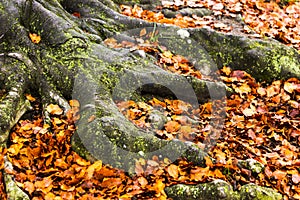 Last golden leaves in autumn beech forest