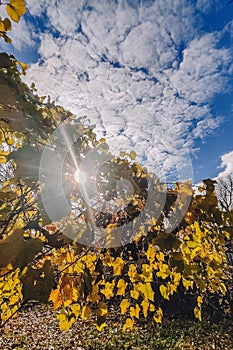 Last grapes of autumn on branch against clear blue sky. Colorful vine leaves lit by the sun. Sparse composition with lot of copy