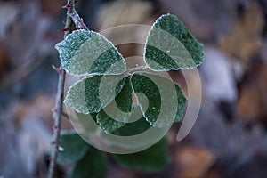 The last green leaves on a twig covered with morning frost