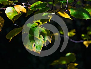 Last green of summer leaves in shadows