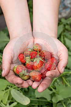 The last harvest strawberries