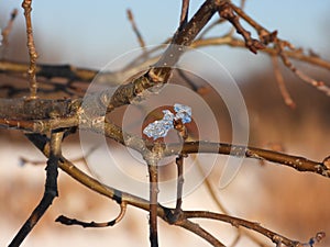 Last ice crystal on twig