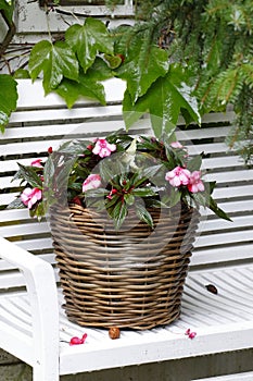 The last impatiens in a basket before the autumn frost