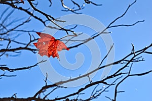 Last Leaf of Autumn