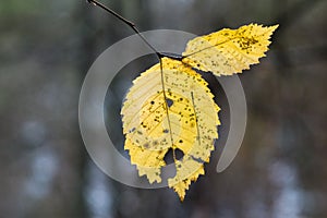 The last leaf of the outgoing fall.