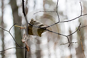 The last leaf of the outgoing fall.