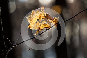 The last leaf of the outgoing fall.