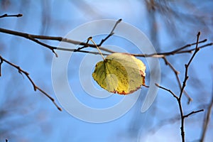 The last leaf of a tree