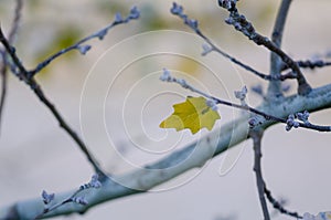 The last leaf of the tree on autumn