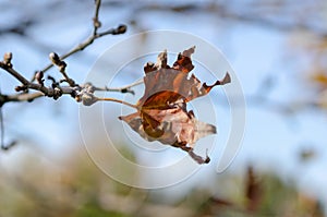 The last leaf of the tree on autumn,shallow depth of field