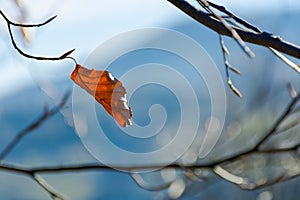 Last leaf on the tree