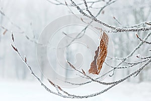Last leaf on the tree