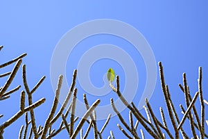 Last leaf on the tree