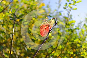 Last leaf on twig withering, bright green blurred bush background