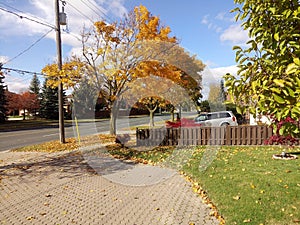 Last leafs clinging on the tree