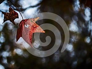 Last Leaves of Autumn photo