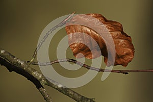 Last leaves on the branches of a Beech tree in autumn