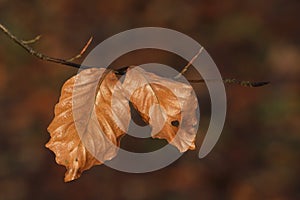 Last leaves on the branches of a Beech tree in autumn