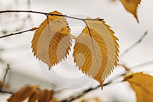 Last leaves on a tree branch. Autumn nature background