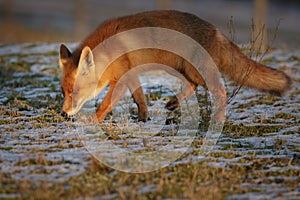 Last light red fox