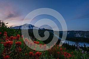 Last Light of the sun set glows over paintbrush flowers