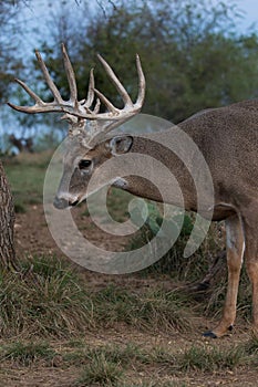 Last light whitetail buck portrait