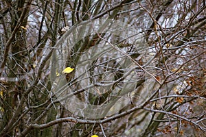 The last lone yellow leaf on a tree branch in the autumn. Thick