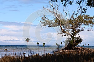End of the mangroves