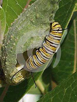 The last meal of a Monarch