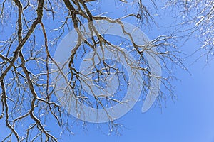 Last melting snow on the branches of trees in the spring